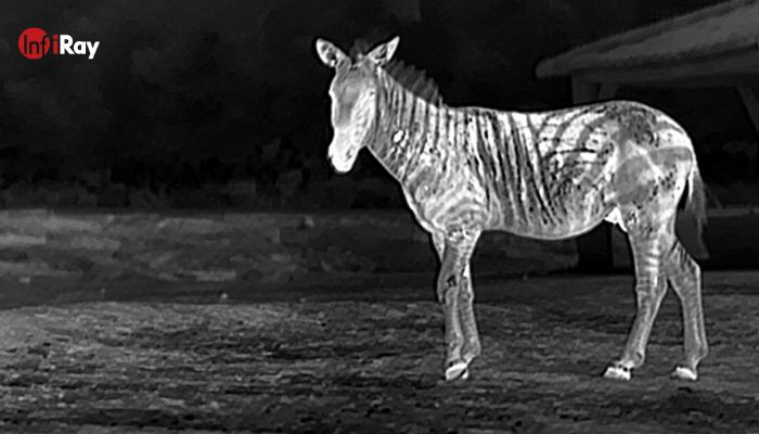 ThE zebra csíkok mind a termikus látás 